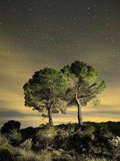 Pines in the top of a mountain in the night Pines in the top of a mountain in the night
