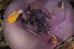 Pink anemonefish atop magnificent sea anemone, underwater view Pink anemonefish atop magnificent sea anemone, underwater view