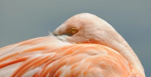 Pink Flamingo -Phoenicopterus ruber roseus- Pink Flamingo -Phoenicopterus ruber roseus-