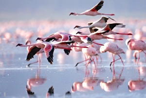 <b class=qtipBold><figcaption>Pink Flamingos</figcaption></b><br>Flamingo Wading Bird, 166252779<br><em>© Prasit Chansareekorn</em> Pink Flamingos