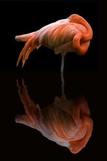 <b class=qtipBold><figcaption>Pink Flamingos reflection</figcaption></b><br>A sleeping pink Flamingo with its reflection in a dark pool of water.<br><em>© This content is subject to copyright.</em> Pink Flamingos reflection