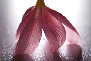 <b class=qtipBold><figcaption>Pink Flower Still Life</figcaption></b><br>Stunning macro photograph of a pink Flower.<br><em>© © Simon Gakhar</em> Pink Flower Still Life