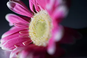 <b class=qtipBold><figcaption>Pink Flower Still Life</figcaption></b><br>Stunning macro photograph of a pink Flower<br><em>© © Simon Gakhar</em> Pink Flower Still Life