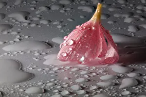 <b class=qtipBold><figcaption>Pink Flower Still Life with Droplets</figcaption></b><br>Stunning macro photograph of a pink Flower with water droplets.<br><em>© © Simon Gakhar</em> Pink Flower Still Life with Droplets