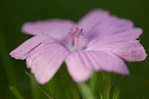 <b class=qtipBold><figcaption>Pink Geranium Lying on Grass</figcaption></b><br>A beautiful macro photograph of a pink Geranium flower lying on grass. Selective focus has been used to emphasise the stamen whilst keeping the petals looking soft and silky.<br><em>© © Simon Gakhar</em> Pink Geranium Lying on Grass