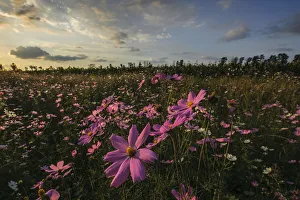 Pink and White Cosmos (Bidens formosa) Wildflowers Landscape at Sunset, Magaliesburg Pink and White Cosmos (Bidens formosa) Wildflowers Landscape at Sunset, Magaliesburg