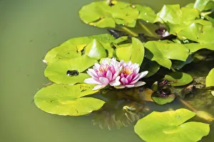 Pink and white Water Lily -Nymphaea spp.- in a pond Pink and white Water Lily -Nymphaea spp.- in a pond
