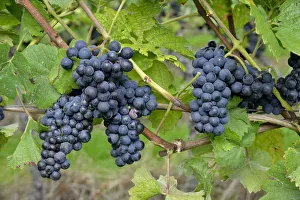 Pinot Noir grapes, Baden-Wurttemberg, Germany Pinot Noir grapes, Baden-Wurttemberg, Germany