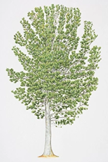 Pinus albicaulis, Whitebark Pine, with grey white bark and leafy foliage Pinus albicaulis, Whitebark Pine, with grey white bark and leafy foliage