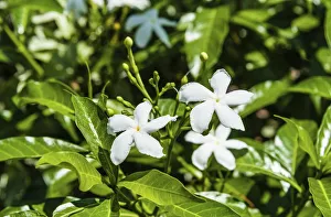 Pinwheel Flowers -Tabernaemontana divaricata-, white flowers, Tamil Nadu, India Pinwheel Flowers -Tabernaemontana divaricata-, white flowers, Tamil Nadu, India