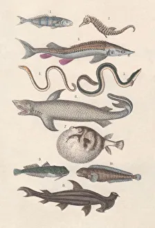 Pisces, hand-colored lithograph, published in 1880 Pisces, hand-colored lithograph, published in 1880