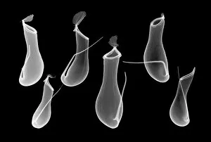Flower Art Gallery: Six pitcher plant (Nepenthes coccinea) pitchers, X-ray