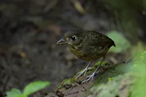 Plain-backed Antpitta (Grallaria haplonota) foraging Plain-backed Antpitta (Grallaria haplonota) foraging