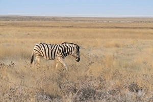 Plains Zebra or Burchell's Zebra -Equus burchelli-, Etosha National Park, Namibia Plains Zebra or Burchell's Zebra -Equus burchelli-, Etosha National Park, Namibia