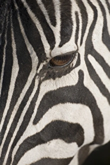 Plains zebra (Equus burchelli), close-up of eye Plains zebra (Equus burchelli), close-up of eye