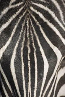 Plains zebra (Equus Burchelli), close-up of head Plains zebra (Equus Burchelli), close-up of head