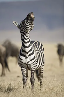 Plains Zebra (Equus Burchelli) standing, raising head, in dry grass Plains Zebra (Equus Burchelli) standing, raising head, in dry grass