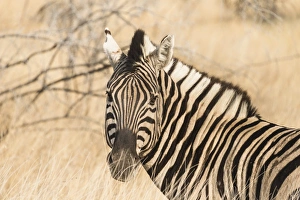 Plains Zebra -Equus burchellii-, Etosha National Park, Namibia Plains Zebra -Equus burchellii-, Etosha National Park, Namibia