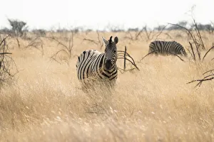 Plains Zebra -Equus burchellii- standing in dry grass, Etosha National Park, Namibia Plains Zebra -Equus burchellii- standing in dry grass, Etosha National Park, Namibia