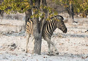 Plains Zebra -Equus burchellii- using a tree as a scratching post, Etosha National Park Plains Zebra -Equus burchellii- using a tree as a scratching post, Etosha National Park