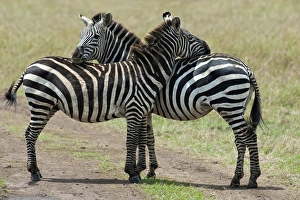 Plains Zebra -Equus quagga burchelli-, typical position for mutual insect repellent Plains Zebra -Equus quagga burchelli-, typical position for mutual insect repellent