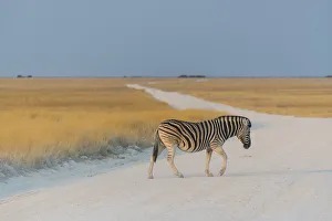 Plains Zebra -Equus quagga- crossing dirt road, Etosha National Park, Namibia Plains Zebra -Equus quagga- crossing dirt road, Etosha National Park, Namibia