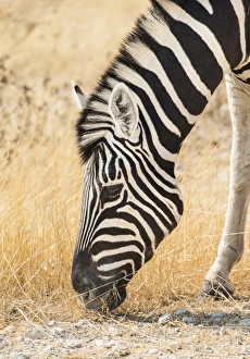 Plains Zebra -Equus quagga-, Etosha National Park, Namibia Plains Zebra -Equus quagga-, Etosha National Park, Namibia
