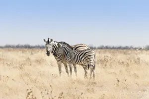 Plains Zebra -Equus quagga- with foal, Etosha National Park, Namibia Plains Zebra -Equus quagga- with foal, Etosha National Park, Namibia