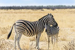 Plains Zebra -Equus quagga- with young, Etosha National Park, Namibia Plains Zebra -Equus quagga- with young, Etosha National Park, Namibia