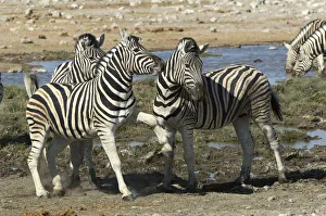 Plains Zebra, Etosha National Park, Namibia Plains Zebra, Etosha National Park, Namibia
