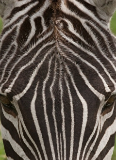 A plains zebra in Ngorongoro Conservation Area, Tanzania. Close up of skin and backside A plains zebra in Ngorongoro Conservation Area, Tanzania. Close up of skin and backside