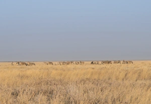 Plains Zebras or Burchells Zebras -Equus burchelli-, Etosha National Park, Namibia Plains Zebras or Burchells Zebras -Equus burchelli-, Etosha National Park, Namibia