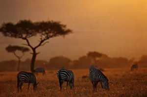 Plains zebras ( Equus burchelli) grazing at dusk, Masai Mara N.R, Kenya Plains zebras ( Equus burchelli) grazing at dusk, Masai Mara N.R, Kenya