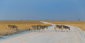 Plains zebras -Equus quagga- crossing dirt road, Etosha National Park, Namibia Plains zebras -Equus quagga- crossing dirt road, Etosha National Park, Namibia