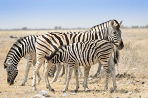 Plains zebras -Equus quagga- with foal, Etosha National Park, Namibia Plains zebras -Equus quagga- with foal, Etosha National Park, Namibia
