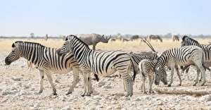 Plains zebras -Equus quagga-, herd, Etosha National Park, Namibia Plains zebras -Equus quagga-, herd, Etosha National Park, Namibia