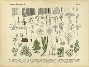 Front View Gallery: Plant Anatomy, Victorian Botanical Illustration