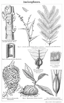 <b class=qtipBold><figcaption>Plants ants engraving 1895</figcaption></b><br>Meyers Konversations-Lexikon. Ein Nachschlagewerk des allgemeinen Wissens, 5th edition 17 volumes Bibliographisches Institut - Leipzig 1895-1897<br><em>© This content is subject to copyright.</em> Plants ants engraving 1895