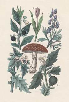 Plants, hand-colored lithograph, published in 1880 Plants, hand-colored lithograph, published in 1880