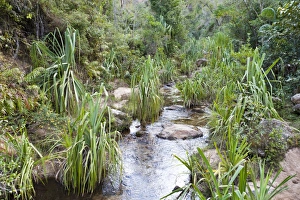 Toliara Gallery: Plants in rocky creek bed, Namaza Canyon, Isalo National Park, at Ranohira, Madagascar