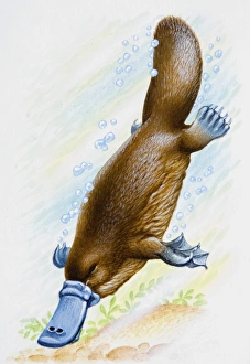 Platypus (Ornithorhynchus anatinus), diving underwater Platypus (Ornithorhynchus anatinus), diving underwater
