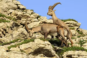 Playful attempt at coupling of alpine ibex (Capra ibex) Playful attempt at coupling of alpine ibex (Capra ibex)