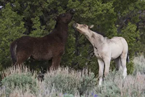 Playful wild colts (Equus ferus) in Steens Mountain, Oregon, USA Playful wild colts (Equus ferus) in Steens Mountain, Oregon, USA