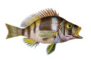 Plectropoma Puella (Beautiful Plectropoma) Plectropoma Puella (Beautiful Plectropoma)