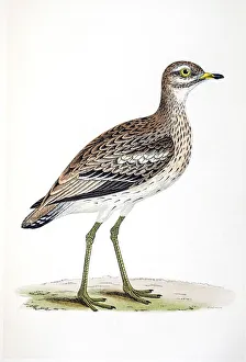 <b class=qtipBold><figcaption>Plover bird 19 century illustration</figcaption></b><br>A photograph of an original hand-colored engraving from The History of British Birds by Morris published in 1853.<br><em>© mashuk</em> Plover bird 19 century illustration