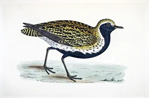 <b class=qtipBold><figcaption>Plover bird 19 century illustration</figcaption></b><br>A photograph of an original hand-colored engraving from The History of British Birds by Morris published in 1853.<br><em>© mashuk</em> Plover bird 19 century illustration