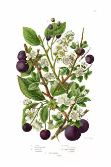 Stem Gallery: Plum, Cherry, Sloe and Bullace Victorian Botanical Illustration