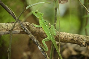 Plumed basilisk, Green basilisk, Double crested basilisk or Jesus Christ lizard -Basiliscus plumifrons-, female Plumed basilisk, Green basilisk, Double crested basilisk or Jesus Christ lizard -Basiliscus plumifrons-, female