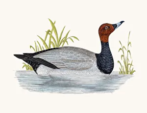 <b class=qtipBold><figcaption>Pochard Duck Waterfowl bird</figcaption></b><br>A photograph of an original hand-colored engraving from The History of British Birds by Morris published in 1853-1891.<br><em>© mashuk</em> Pochard Duck Waterfowl bird