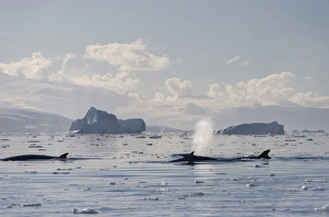 Pod of Antarctic Minke Whales -Balaenoptera bonaerensis-, blowing, in front of icebergs Pod of Antarctic Minke Whales -Balaenoptera bonaerensis-, blowing, in front of icebergs